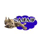 省スペース＆敬語 ねこスタンプ「さくら」（個別スタンプ：3）