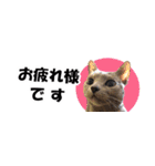 省スペース＆敬語 ねこスタンプ「さくら」（個別スタンプ：4）