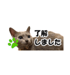 省スペース＆敬語 ねこスタンプ「さくら」（個別スタンプ：6）