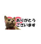 省スペース＆敬語 ねこスタンプ「さくら」（個別スタンプ：9）