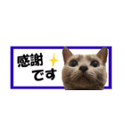 省スペース＆敬語 ねこスタンプ「さくら」（個別スタンプ：10）