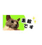 省スペース＆敬語 ねこスタンプ「さくら」（個別スタンプ：11）