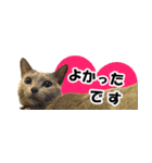省スペース＆敬語 ねこスタンプ「さくら」（個別スタンプ：12）