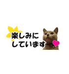 省スペース＆敬語 ねこスタンプ「さくら」（個別スタンプ：13）