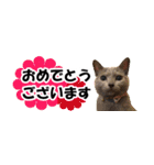 省スペース＆敬語 ねこスタンプ「さくら」（個別スタンプ：14）