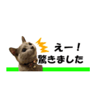 省スペース＆敬語 ねこスタンプ「さくら」（個別スタンプ：15）
