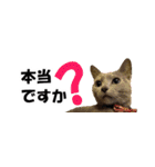 省スペース＆敬語 ねこスタンプ「さくら」（個別スタンプ：16）