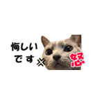 省スペース＆敬語 ねこスタンプ「さくら」（個別スタンプ：17）