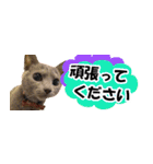 省スペース＆敬語 ねこスタンプ「さくら」（個別スタンプ：18）