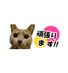 省スペース＆敬語 ねこスタンプ「さくら」（個別スタンプ：19）