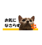省スペース＆敬語 ねこスタンプ「さくら」（個別スタンプ：20）