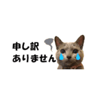 省スペース＆敬語 ねこスタンプ「さくら」（個別スタンプ：21）