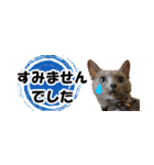 省スペース＆敬語 ねこスタンプ「さくら」（個別スタンプ：22）