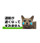 省スペース＆敬語 ねこスタンプ「さくら」（個別スタンプ：23）