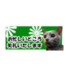 省スペース＆敬語 ねこスタンプ「さくら」（個別スタンプ：25）
