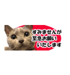省スペース＆敬語 ねこスタンプ「さくら」（個別スタンプ：26）