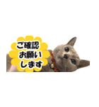 省スペース＆敬語 ねこスタンプ「さくら」（個別スタンプ：27）