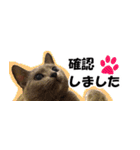 省スペース＆敬語 ねこスタンプ「さくら」（個別スタンプ：28）