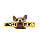 省スペース＆敬語 ねこスタンプ「さくら」（個別スタンプ：29）