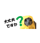 省スペース＆敬語 ねこスタンプ「さくら」（個別スタンプ：30）