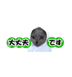 省スペース＆敬語 ねこスタンプ「さくら」（個別スタンプ：31）