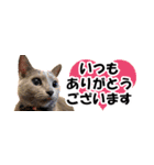 省スペース＆敬語 ねこスタンプ「さくら」（個別スタンプ：34）