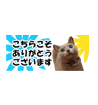 省スペース＆敬語 ねこスタンプ「さくら」（個別スタンプ：35）