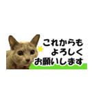 省スペース＆敬語 ねこスタンプ「さくら」（個別スタンプ：36）