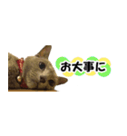 省スペース＆敬語 ねこスタンプ「さくら」（個別スタンプ：37）