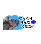 省スペース＆敬語 ねこスタンプ「さくら」（個別スタンプ：38）