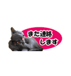 省スペース＆敬語 ねこスタンプ「さくら」（個別スタンプ：39）