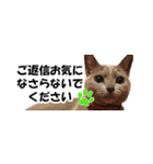 省スペース＆敬語 ねこスタンプ「さくら」（個別スタンプ：40）