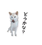 チロルルのスタンプ-没-（個別スタンプ：2）