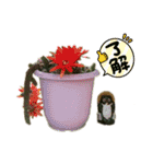 多肉植物スタンプ☆（個別スタンプ：23）