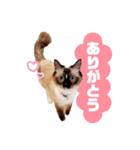 超絶可愛いラグドール（個別スタンプ：1）
