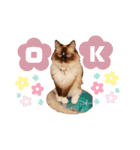 超絶可愛いラグドール（個別スタンプ：3）