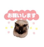 超絶可愛いラグドール（個別スタンプ：4）