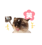 超絶可愛いラグドール（個別スタンプ：7）