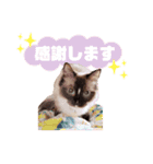 超絶可愛いラグドール（個別スタンプ：8）