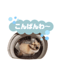 超絶可愛いラグドール（個別スタンプ：10）
