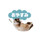 超絶可愛いラグドール（個別スタンプ：11）