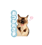超絶可愛いラグドール（個別スタンプ：12）