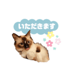 超絶可愛いラグドール（個別スタンプ：13）