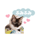 超絶可愛いラグドール（個別スタンプ：19）