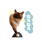 超絶可愛いラグドール（個別スタンプ：21）