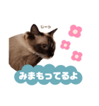 超絶可愛いラグドール（個別スタンプ：22）