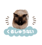 超絶可愛いラグドール（個別スタンプ：24）