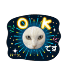 ハーツ保護猫シェルター支援・夏と天気（個別スタンプ：2）