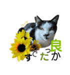 ハーツ保護猫シェルター支援・夏と天気（個別スタンプ：5）