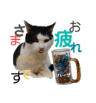 ハーツ保護猫シェルター支援・夏と天気（個別スタンプ：6）